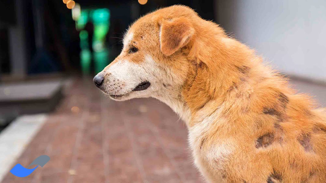 ویدئو از شپش ها سگ و گربه! این حیوانات هرکاری بکنید پراز مریضی هستن!