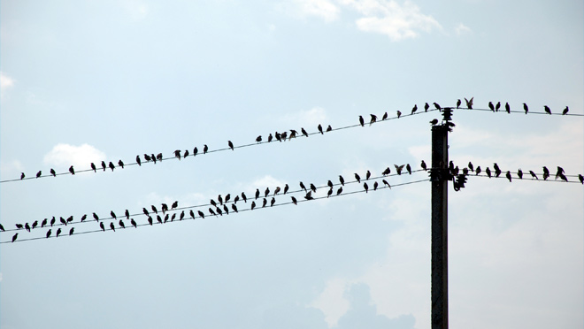 چرا پرنده های روی سیم،رو برق نمیگیره!